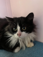 Adopter  chat : Mickey