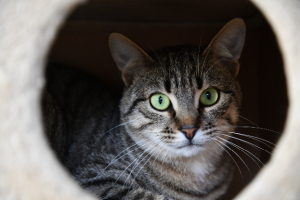 Adopter  chat : Suroit