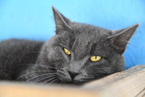 Adopter  chat : Kornog