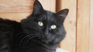 Adopter  chat : Black jack