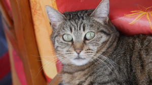 Adopter  chat : India