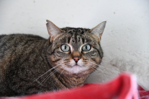 Adopter  chat : Zinnia