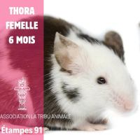 Adopter  NAC : Thora