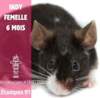 Adopter  NAC : Indy