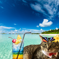 Adopter  chien : Guizmo