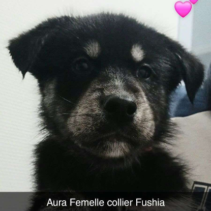 Adopter 7 chiots croises husky/berger