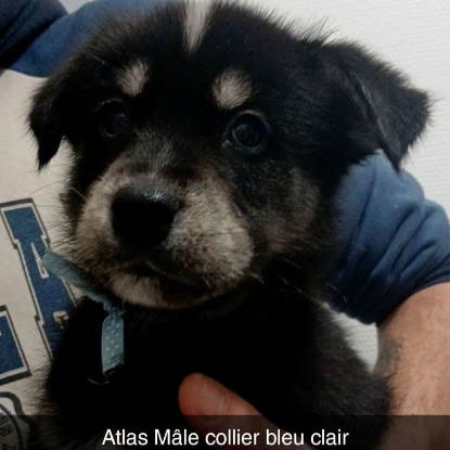 Adopter 7 chiots croises husky/berger