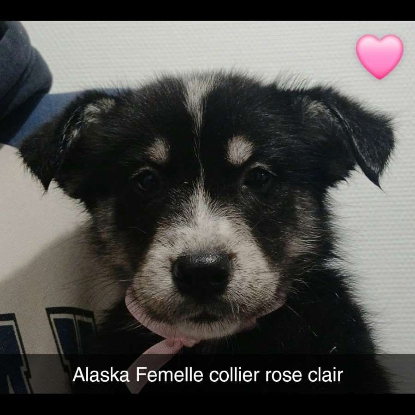 Adoption 7 chiots croises husky/berger