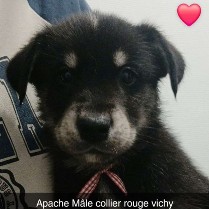 Adoption 7 chiots croises husky/berger