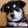 7 chiots croises husky/berger