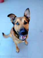 Adopter  chien : Saïko