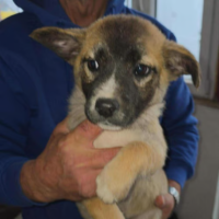 Adopter  chien : Jimi