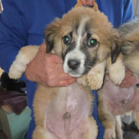 Adopter  chien : Luck