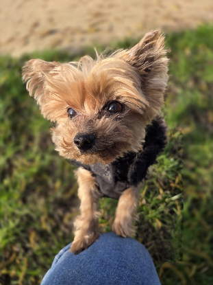 Adopter Léonardo dicaprio