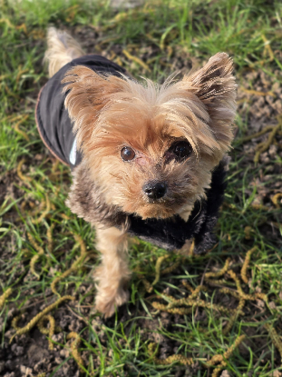 Adopter Léonardo dicaprio