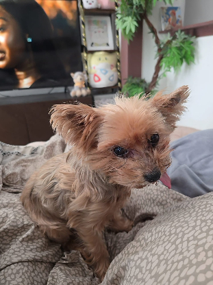 Adoption Léonardo dicaprio