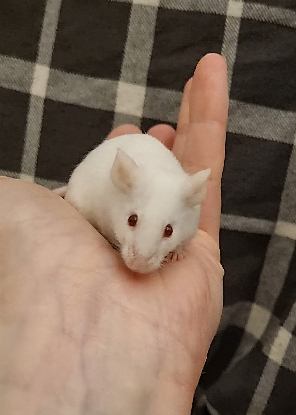 Adopter Eíra