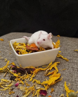 Adopter Eíra