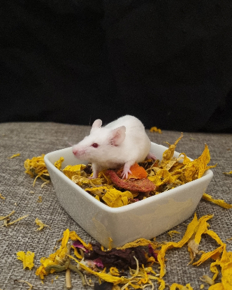 Adoption Eíra