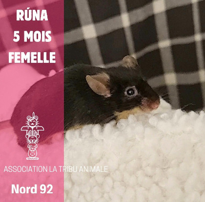 Adopter Rúna