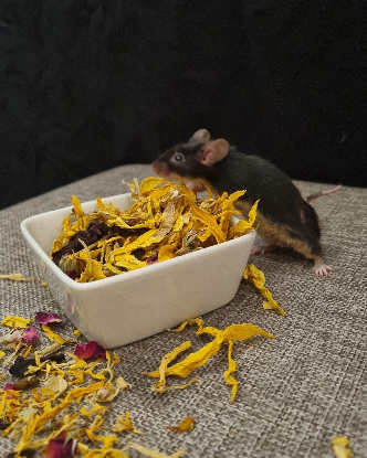 Adopter Rúna
