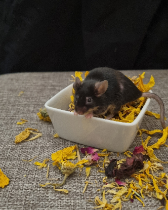 Adoption Rúna