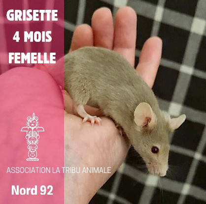 Adopter Grisette