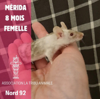 Adopter  NAC : Mérida