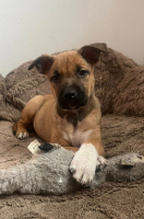 Adopter  chien : Loki