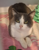 Adopter  chat : Bolino