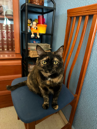 Adoption Lucy