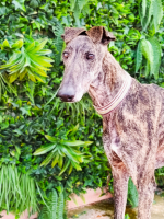 Adopter  chien : Simon