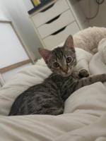 Adopter  chat : Aristote