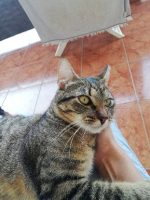 Adopter  chat : Garçon