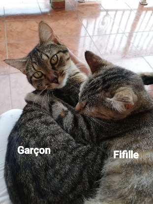 Adoption Garçon