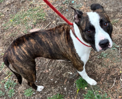 Adopter  chien : Avoine