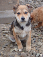 Adopter  chien : Vitanie