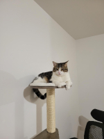 Adopter  chat : Diksy