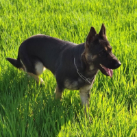 Adopter  chien : Osiris