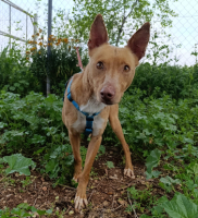 Adopter  chien : Chesco