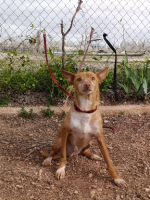 Adopter  chien : Drogba