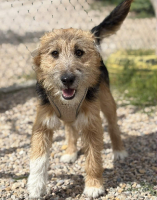 Adopter  chien : Little patou