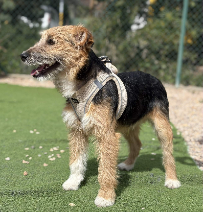 Adopter Little patou