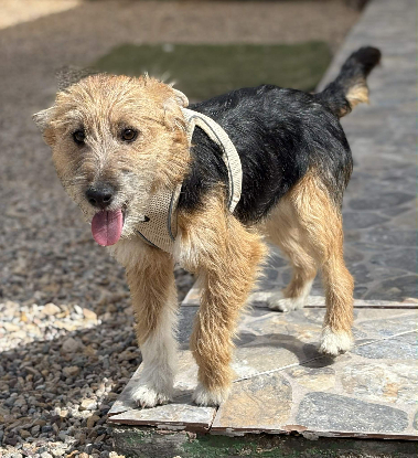 Adoption Little patou