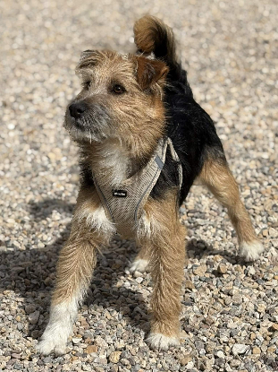 Adoption Little patou