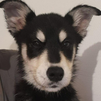 Adopter  chien : Avalone