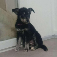 Adopter  chien : Aura