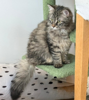 Adopter  chat : Nuki