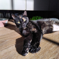 Adopter  chat : Figolu