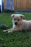 Adopter  chien : Moon